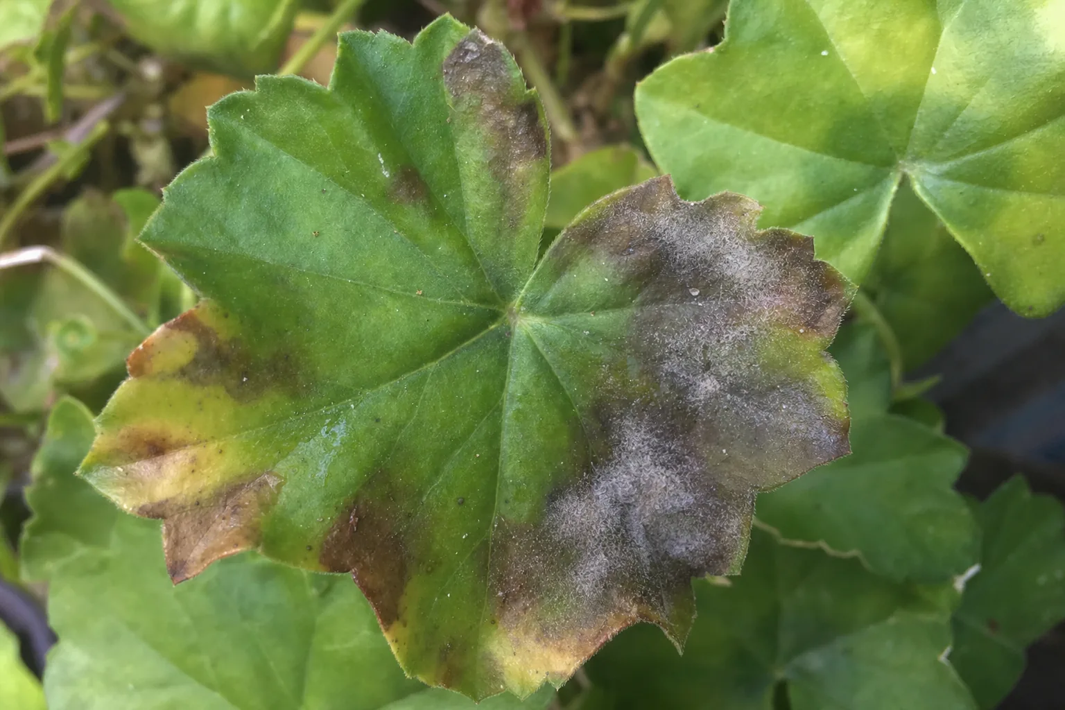 Objawy szarej pleśni na liściach pelargonii bluszczolistnej - wodniste plamy i nalot