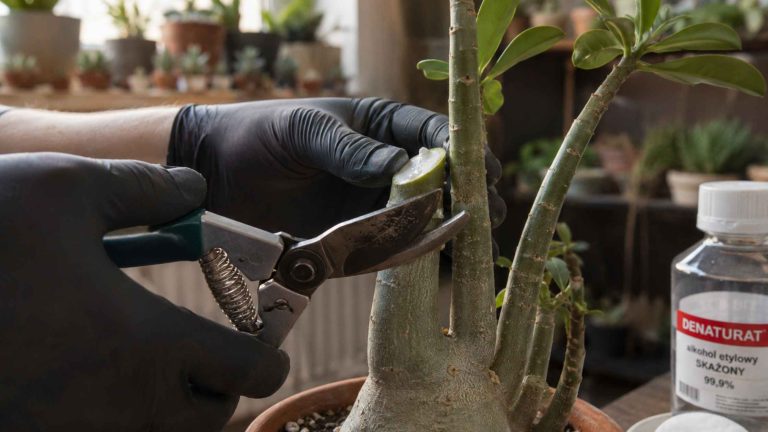 Wiosenne cięcie wierzchołka pędu adenium sekatorem pod kątem z widocznym wypływem mlecznego soku