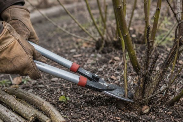 Przycinanie aronii – kiedy, jak i dlaczego to robić dla obfitych plonów
