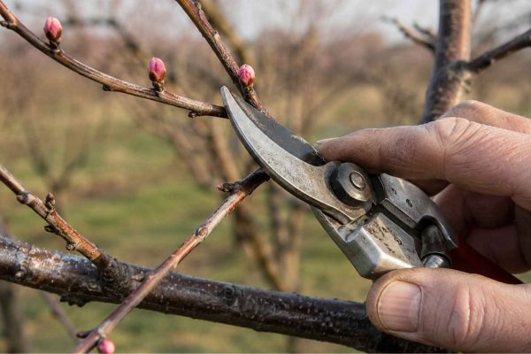 Kiedy przycinać brzoskwinie – kompletny poradnik dla ogrodników