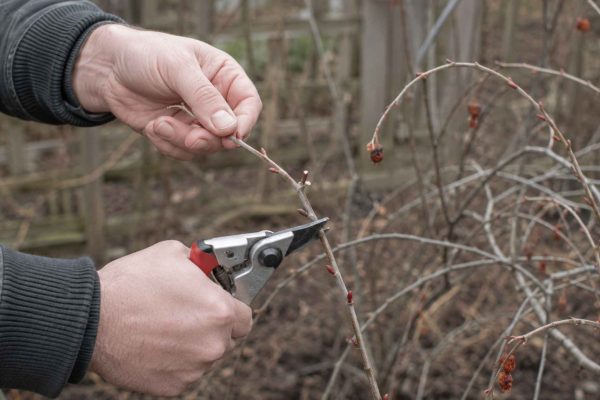 Jagody goji przycinanie – jak i kiedy ciąć kolcowój dla obfitych plonów