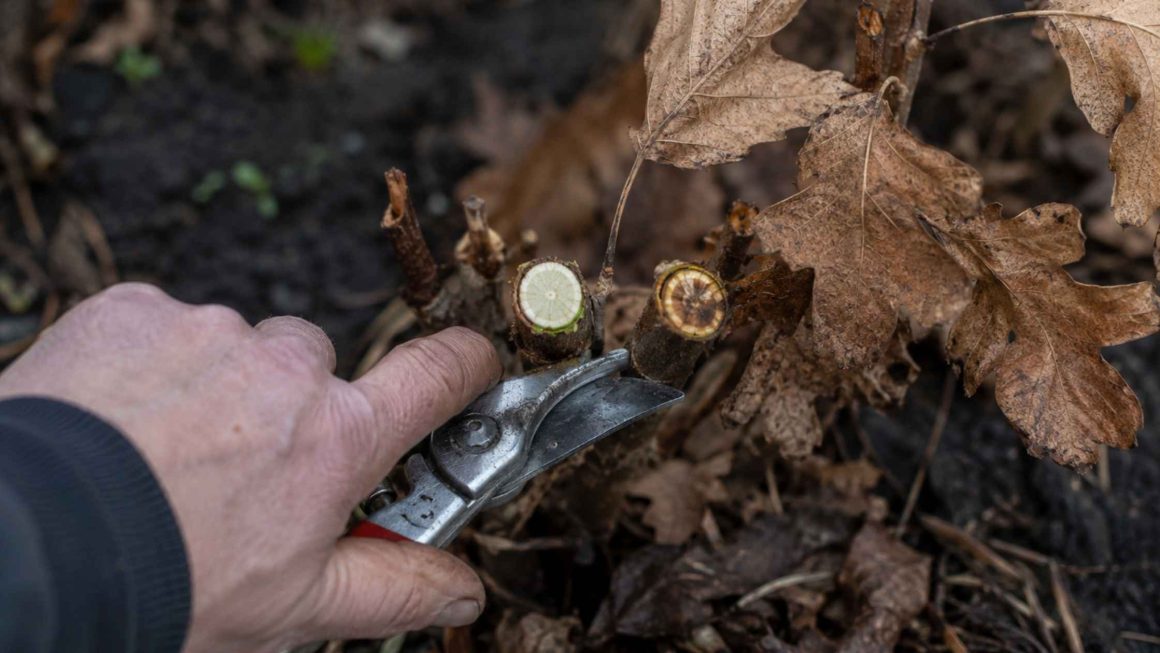 Hortensja dębolistna cięcie – kiedy i jak przycinać, by obficie kwitła