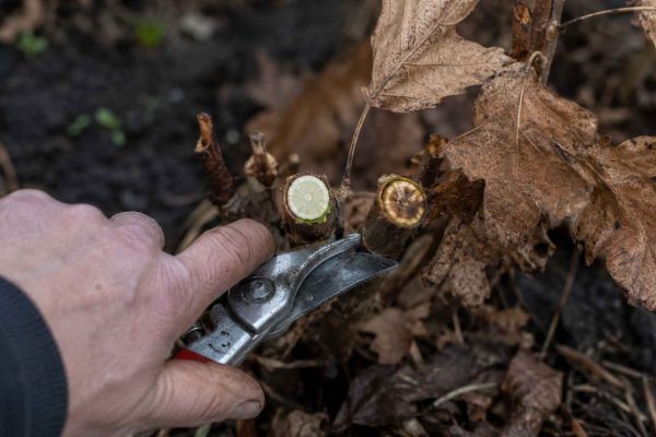 Hortensja dębolistna cięcie – kiedy i jak przycinać, by obficie kwitła