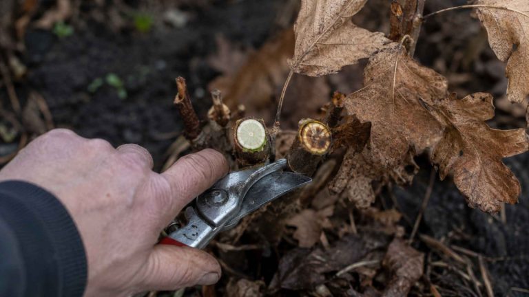 Wiosenna identyfikacja przemarznięty pędów hortensji dębolistnej przez sprawdzenie barwy rdzenia na przekroju