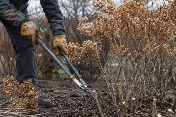 Hortensja bukietowa Limelight cięcie – kompletny przewodnik dla spektakularnych kwiatów