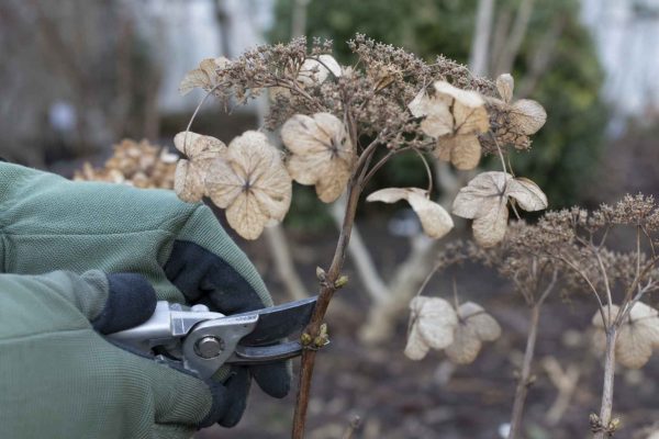 Hortensja piłkowana cięcie – jak i kiedy przycinać, by kwitła obficie