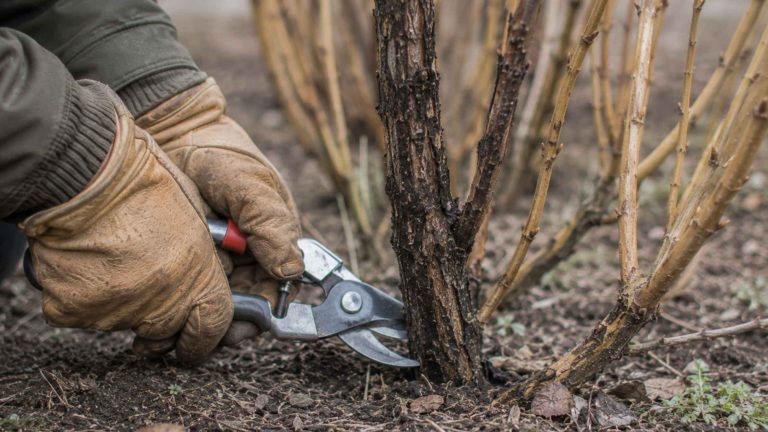 Wycięcie starego pędu jagody kamczackiej z ciemną spękaną korą sekatorem przy ziemi bez kikuta