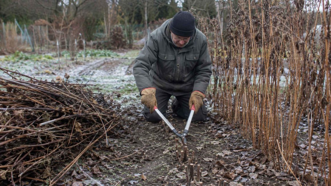 Maliny Polana przycinanie – Jak i kiedy ciąć, aby maliny obficie plonowały