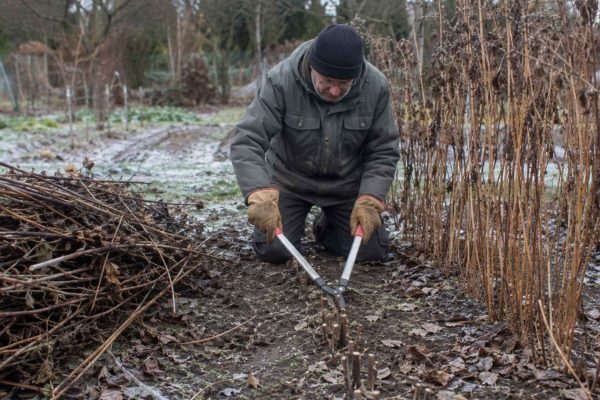 Maliny Polana przycinanie – Jak i kiedy ciąć, aby maliny obficie plonowały