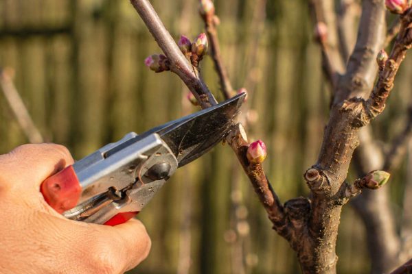 Przycinanie moreli – kiedy i jak ciąć, aby drzewo obficie owocowało