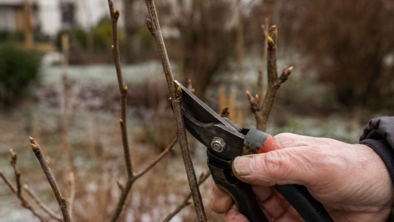 Radykalne cięcie odmładzające starego perukowca wczesną wiosną nożycami do gałęzi przy 40 cm od ziemi