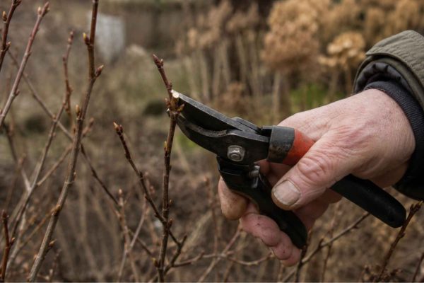 Pięciornik krzewiasty cięcie – kiedy i jak przycinać, żeby obficie kwitł